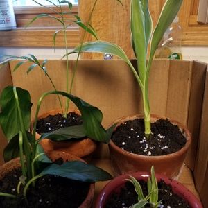 Meet your Posher, Linh